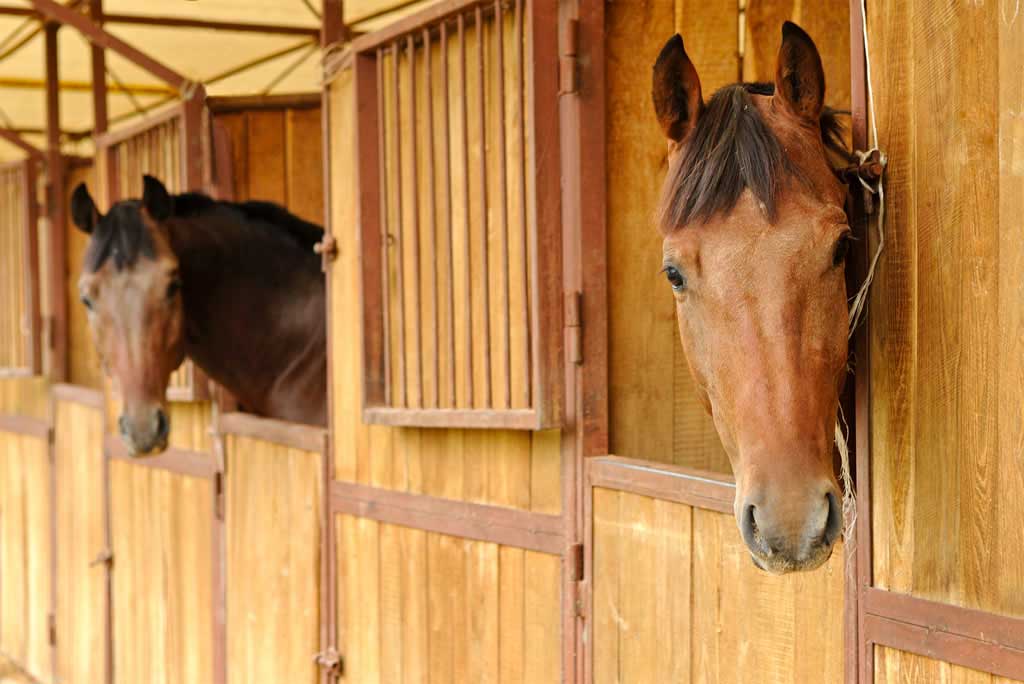 Ma i cavalli dormono veramente in piedi - Porrini