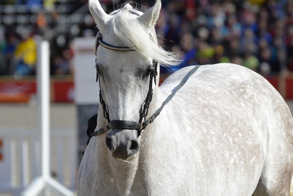 Il cavallo arabo: morfologia e carattere - Porrini