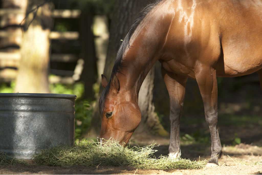 I denti del cavallo: dalla masticazione alla cura - Porrini