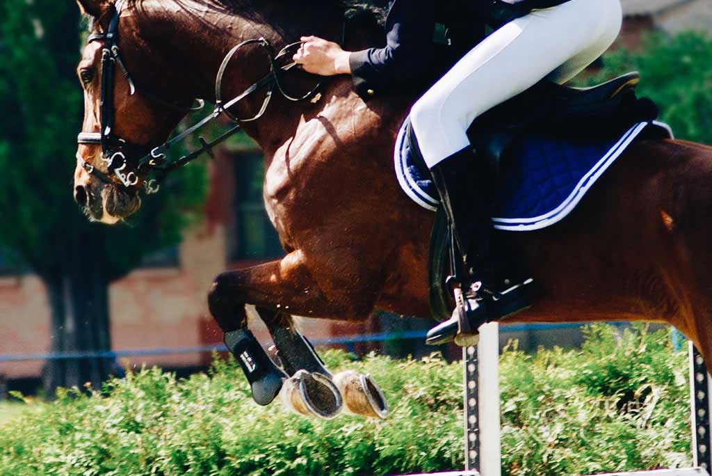 Cavallo sportivo: i vantaggi dell’integrazione con elettroliti - Porrini