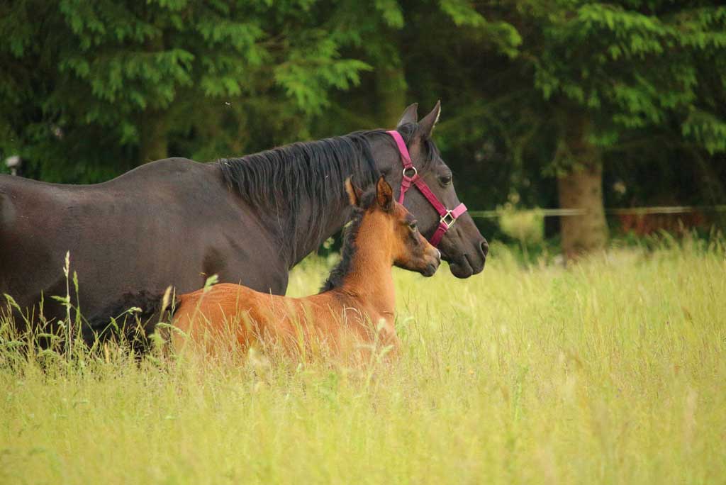 Come supportare il cavallo durante i mesi di gestazione - Porrini