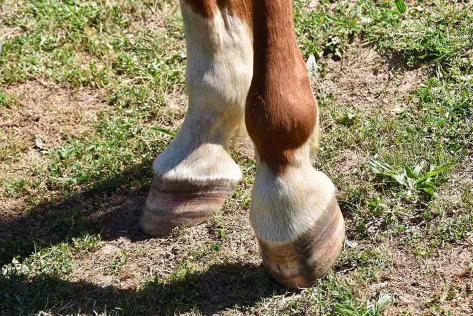 La laminite nei cavalli e l’importanza dell’alimentazione corretta - Porrini