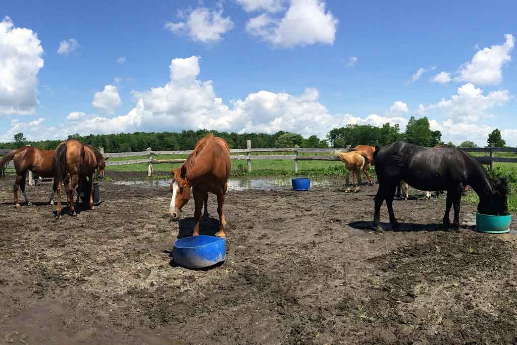 I mangimi per cavalli e le esigenze nutritive - Porrini