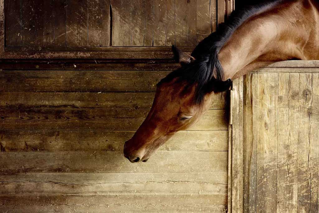 La salute del cavallo: come valutarla nella vita da scuderia - Porrini
