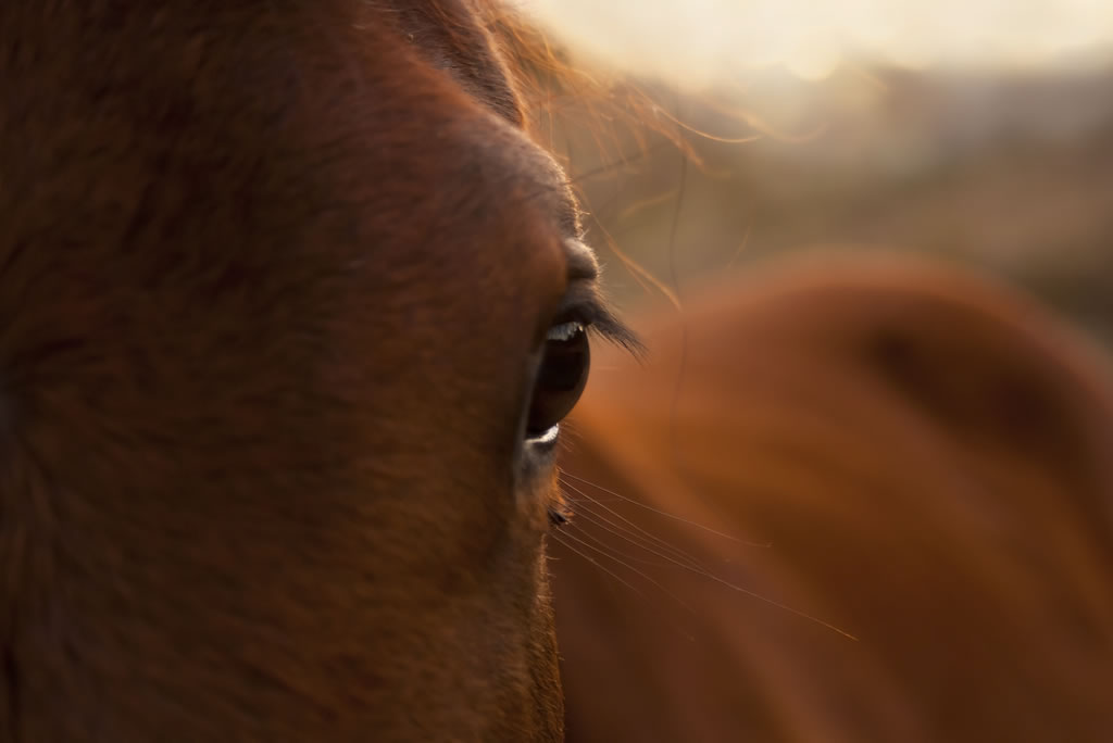 Calmante per cavalli: ridurre lo stress con l’integrazione naturale - Porrini