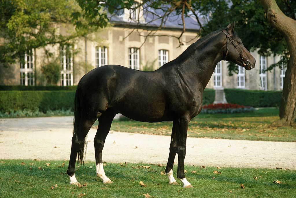 Mangimi per cavallo purosangue - Porrini