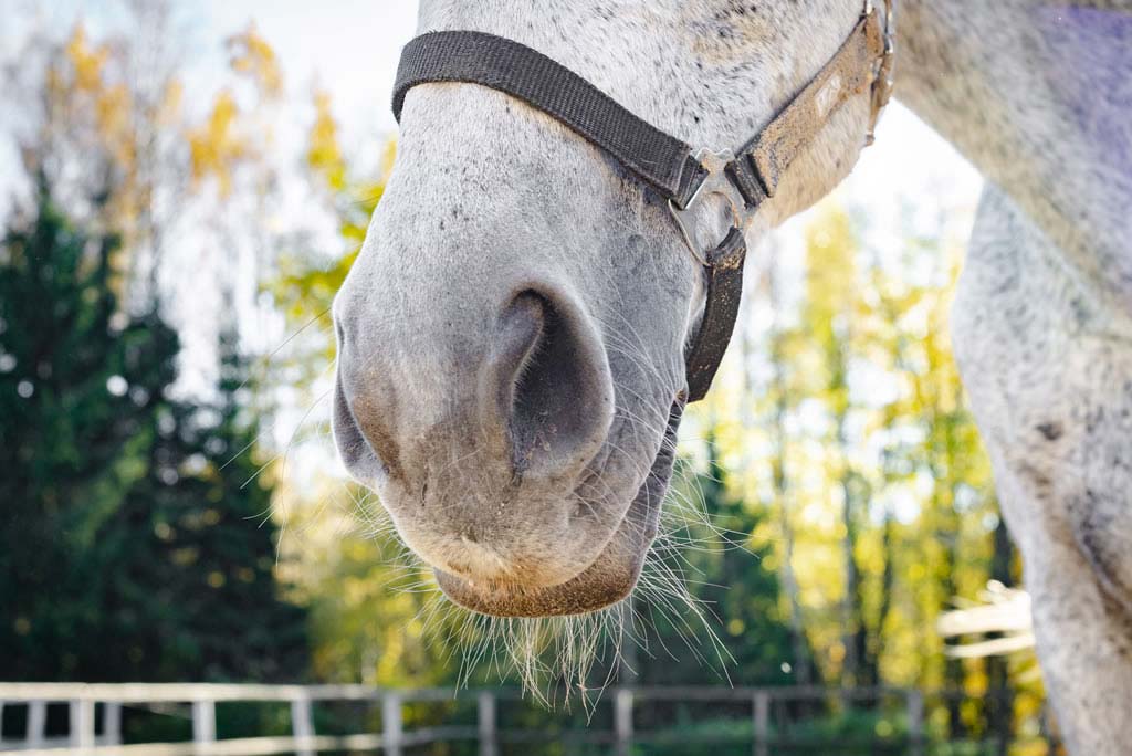 L’effetto mucolitico per cavalli attraverso l’alimentazione - Porrini