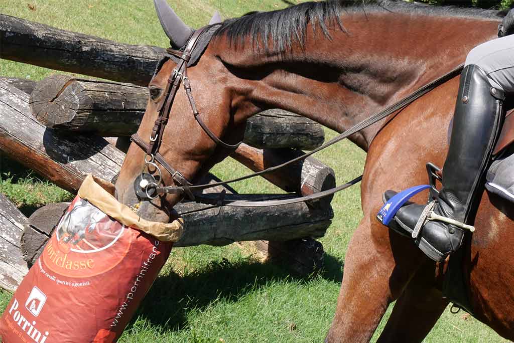 alimentazione del cavallo sportivo