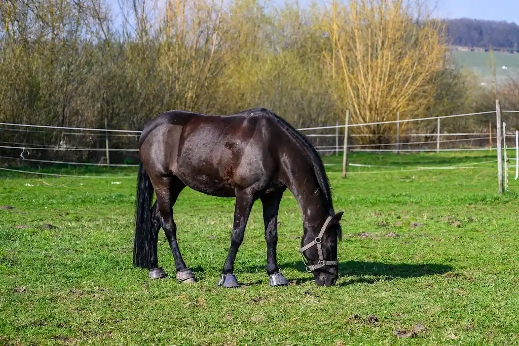 Cavallo a riposo nel paddock: l'importanza dell'integrazione alimentare e dell'idratazione