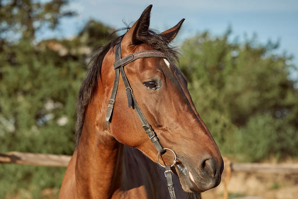 cavallo sportivo con dieta equilibrata e naturale a base