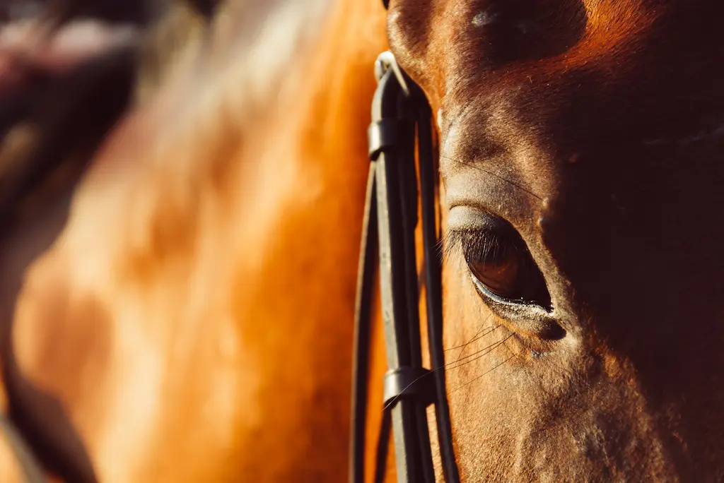 monitoraggio dei sintomi del West Nile Virus e prevenzione