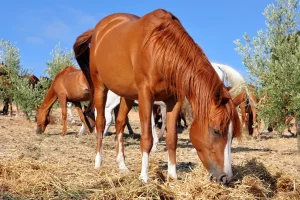 Foraggi per cavalli: quali sono i migliori e perché?