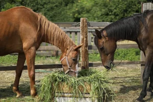Tabella alimentazione cavallo: quanto e cosa somministrare ogni giorno
