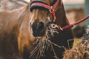 Nutrizione del cavallo: le basi per un’alimentazione sana e bilanciata