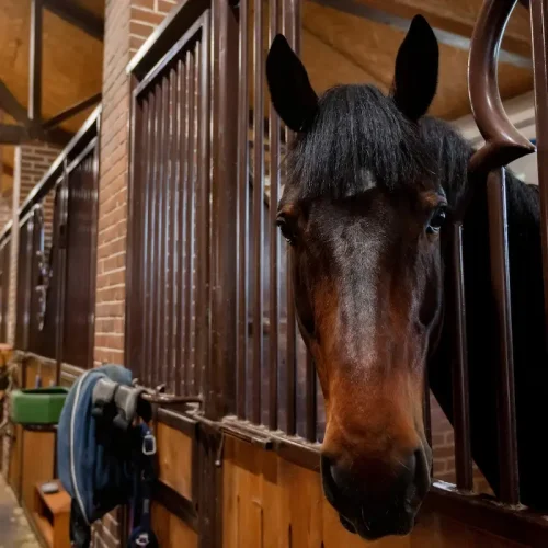 Cavallo marrone in salute e vitale grazie a un'alimentazione bilanciata con mangimi Porrini.